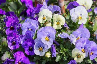 Garden pansies