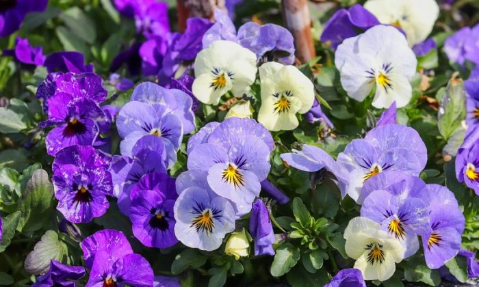 Garden pansies