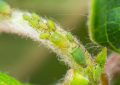 Aphids