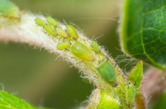 Aphids