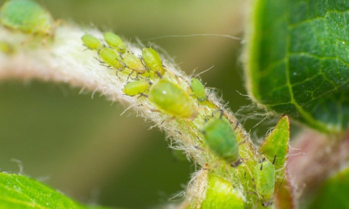 Aphids