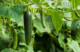 Cucumbers