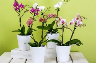 Orchids