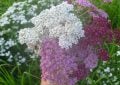 Yarrow