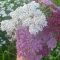 Yarrow