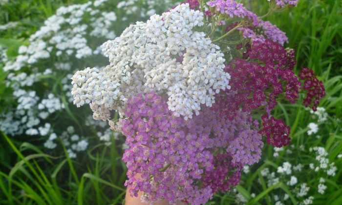 Yarrow