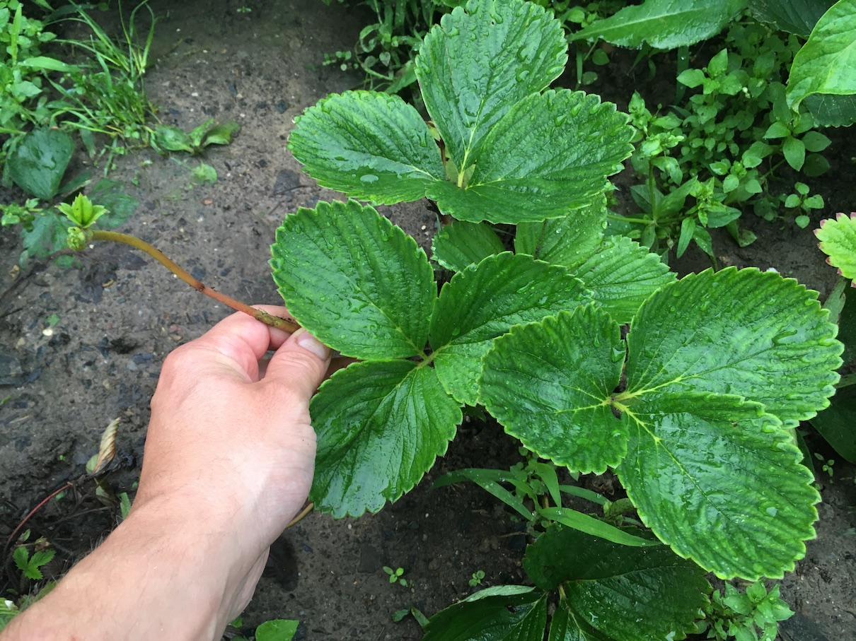 Strawberries