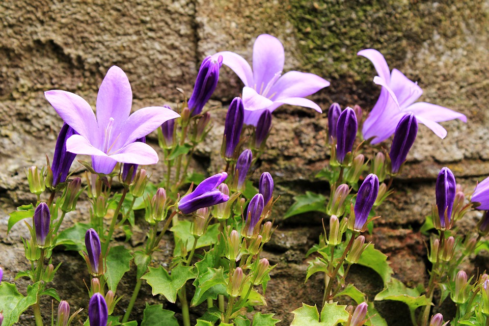 Bellflowers 