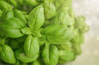 Basil