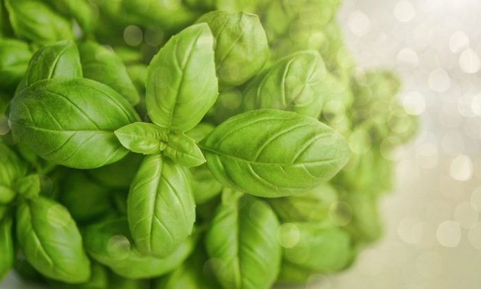 Basil