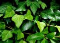 English ivy