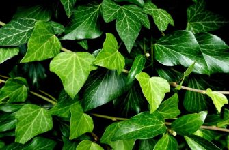 English ivy