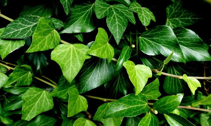 English ivy