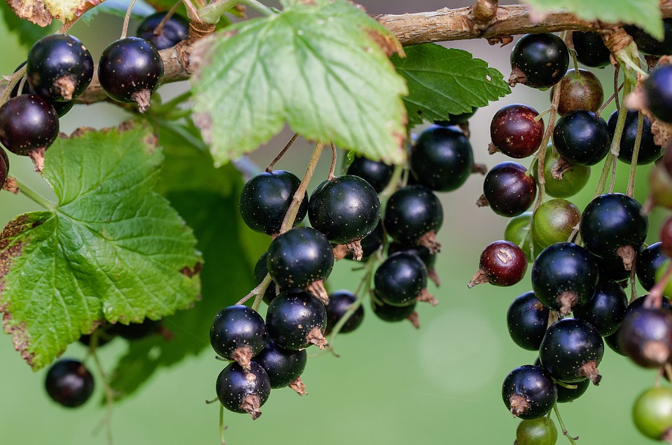 Currant shrubs 