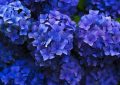 Hortensia