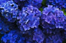 Hortensia