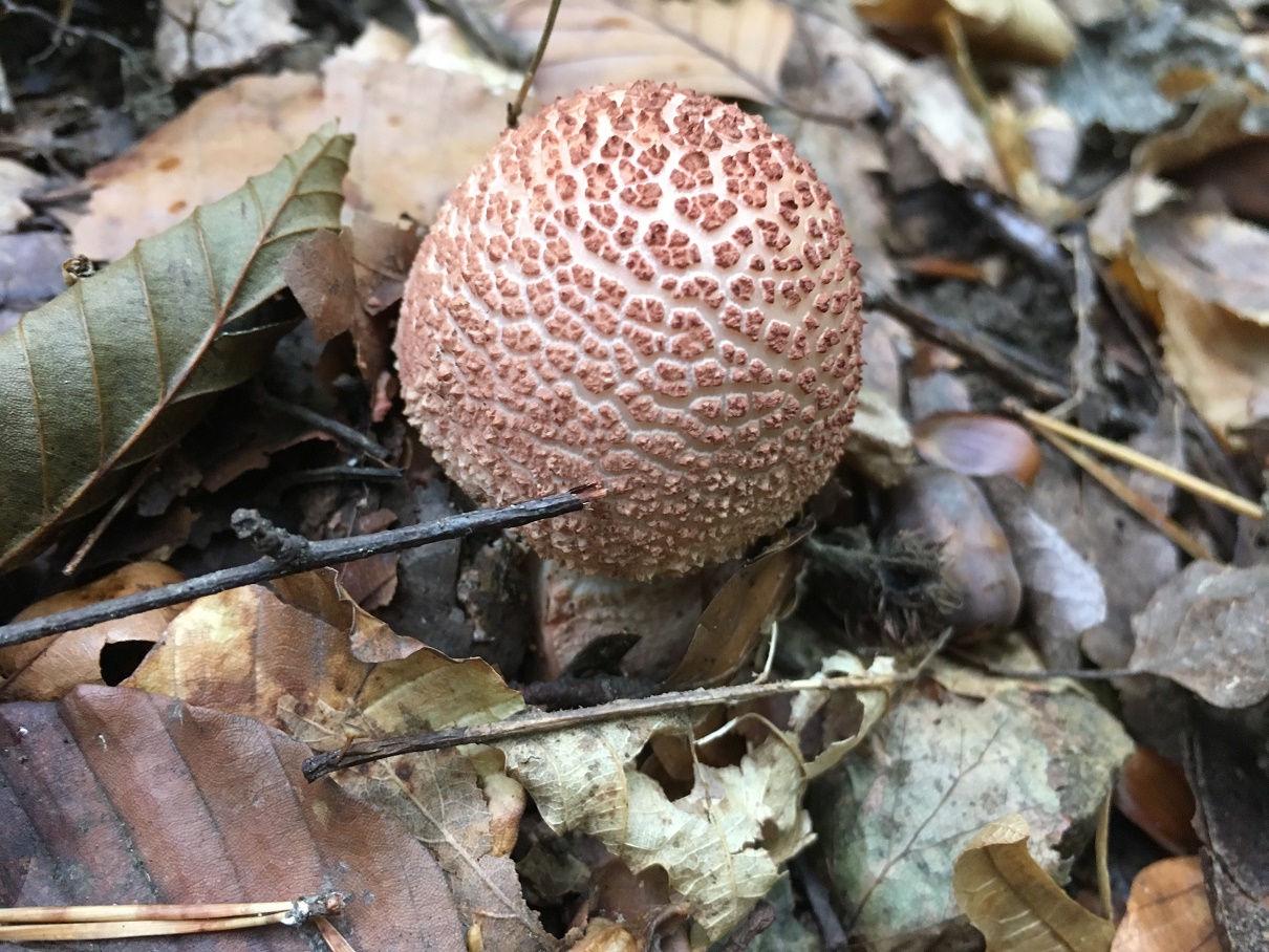 Mushrooms