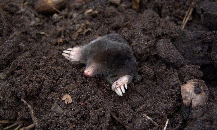 Mole