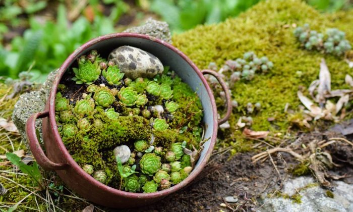 Rock garden