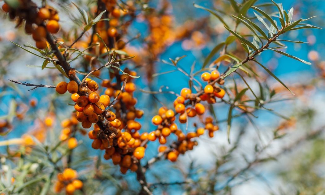 Sea-buckthorn