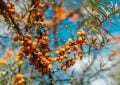 Sea-buckthorn