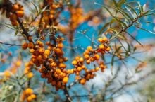 Sea-buckthorn