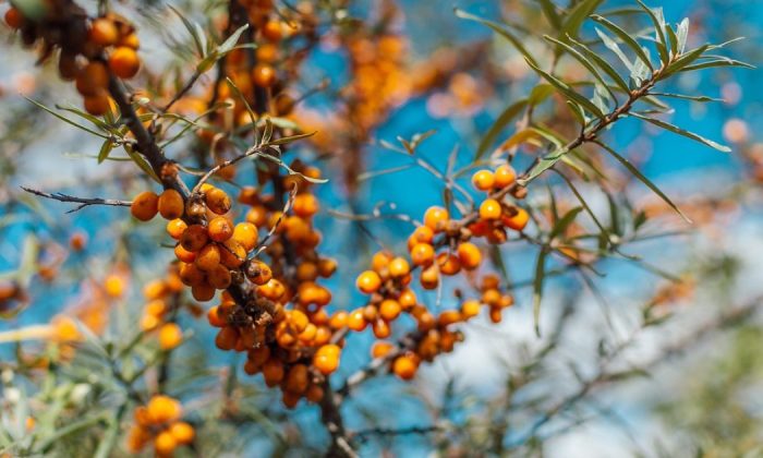 Sea-buckthorn