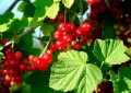 Currant shrubs