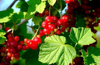 Currant shrubs