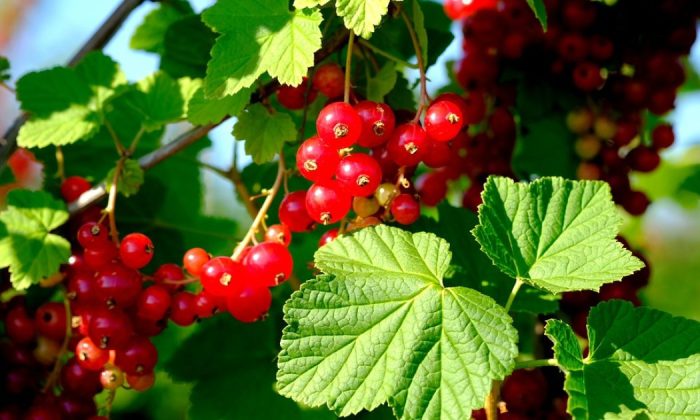 Currant shrubs