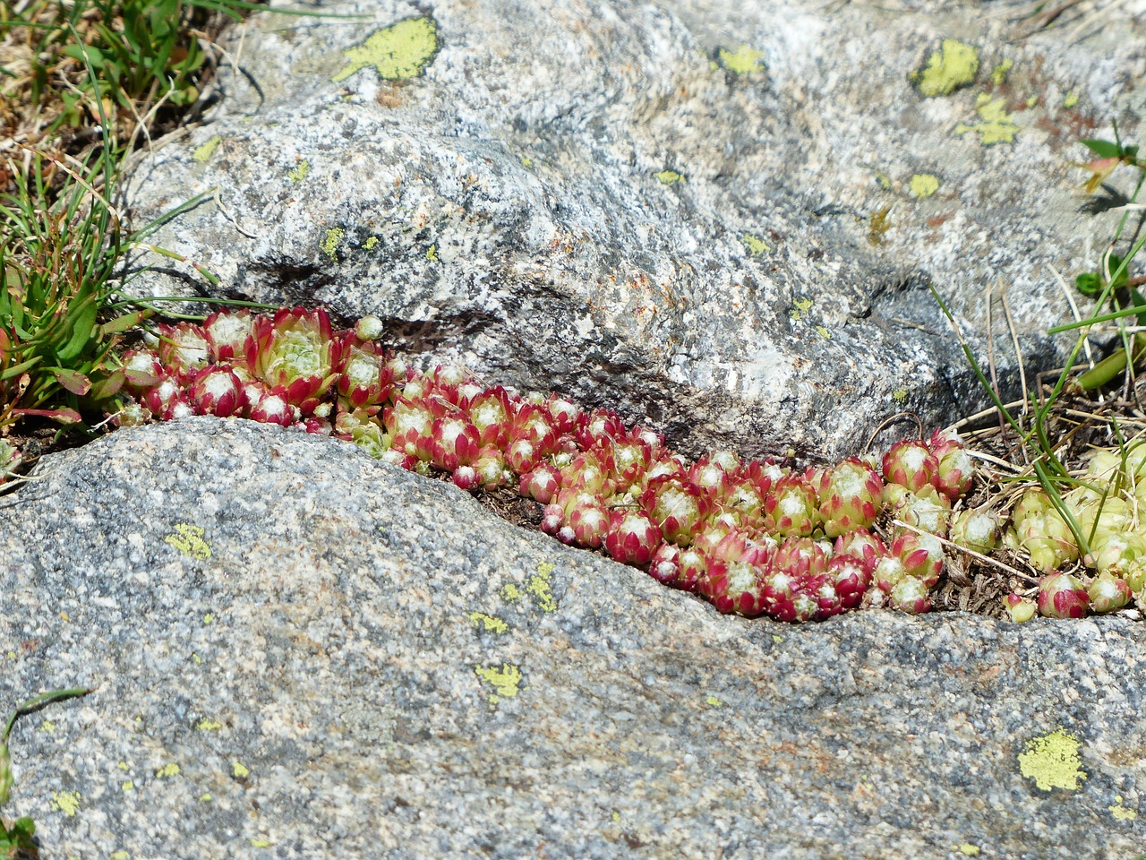 Rock garden