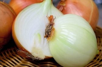 Onion