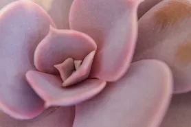 Echeveria lilacina