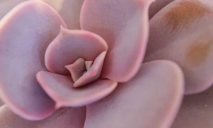 Echeveria lilacina