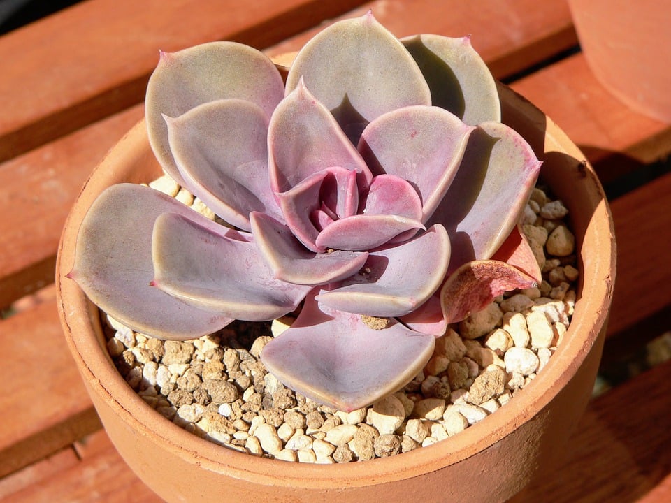 Echeveria lilacina 