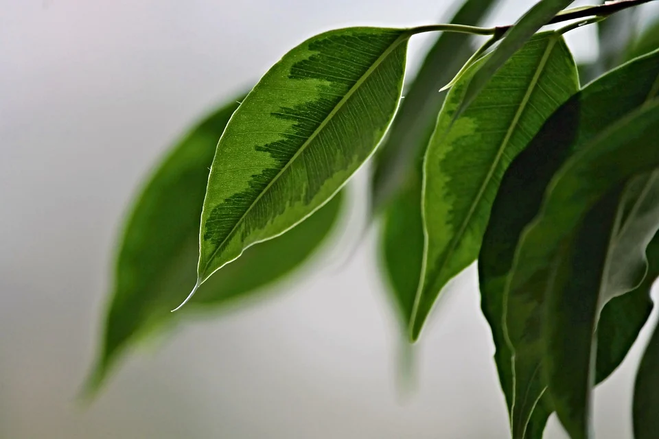 Weeping fig 