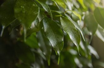 Weeping fig