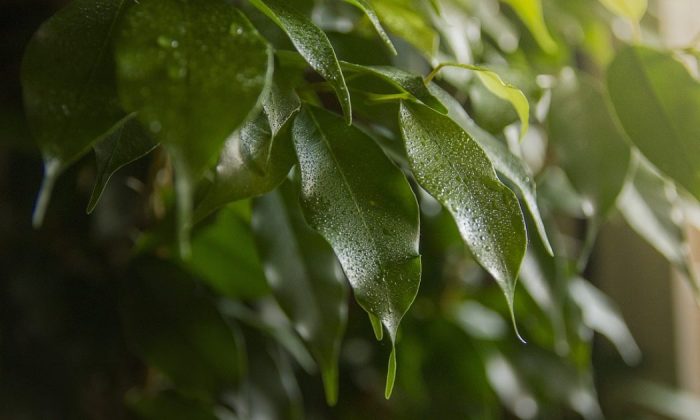 Weeping fig