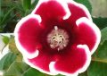 Gloxinia