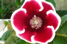 Gloxinia