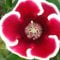 Gloxinia