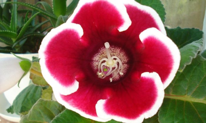 Gloxinia