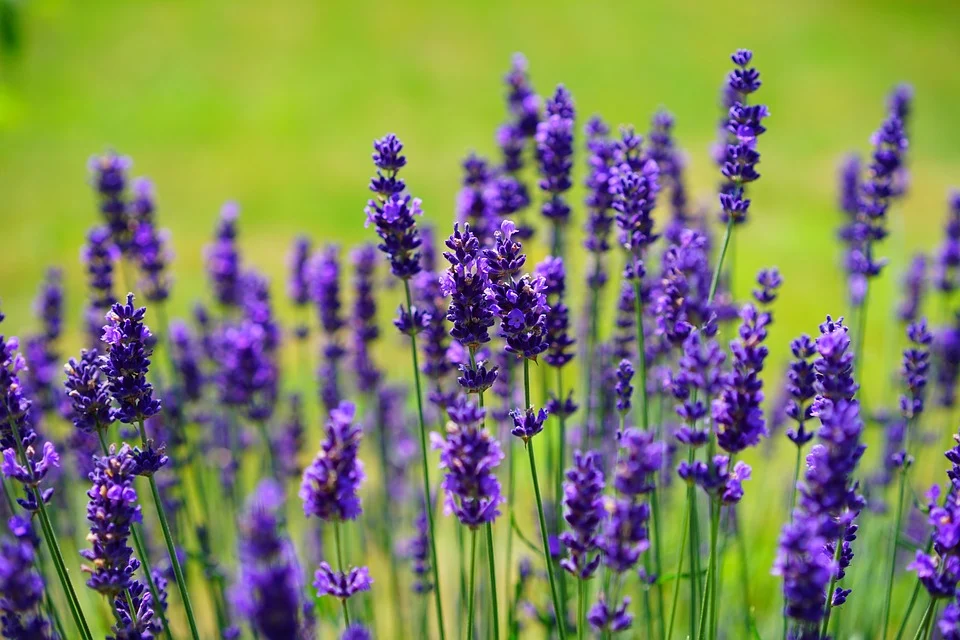 English lavender