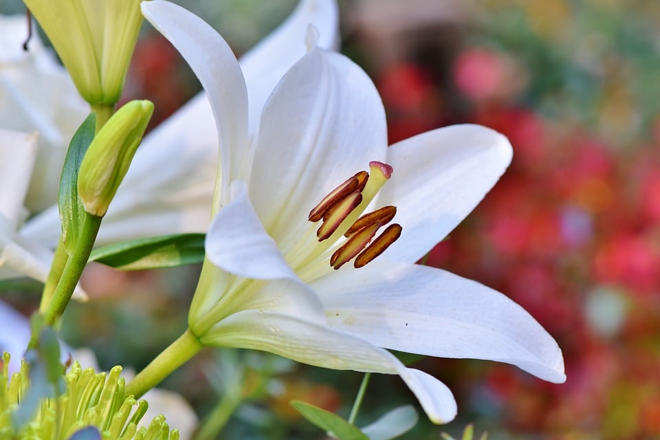 Lilies 