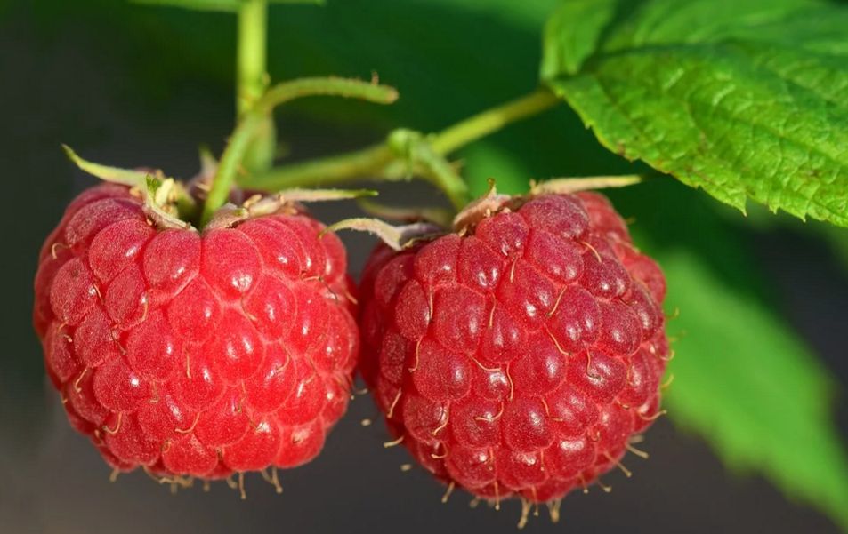 Raspberries