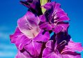 Gladiolus