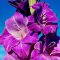 Gladiolus