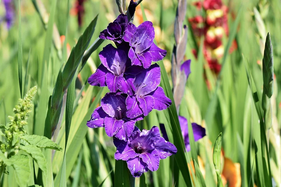 Gladiolus 