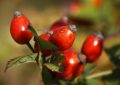 Rosehips