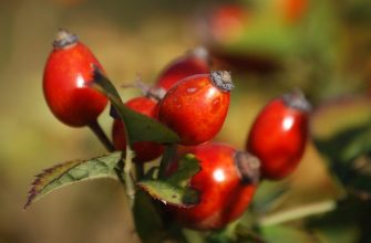 Rosehips